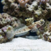 Monster Shrimpgoby