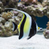 Moorish Idol