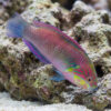 Moyer's Leopard Wrasse