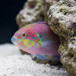 Alternative view of Moyer's Leopard Wrasse