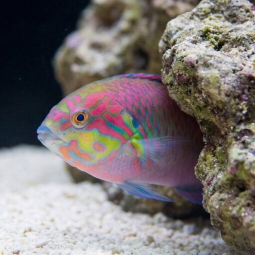 Moyer's Leopard Wrasse - Image 2