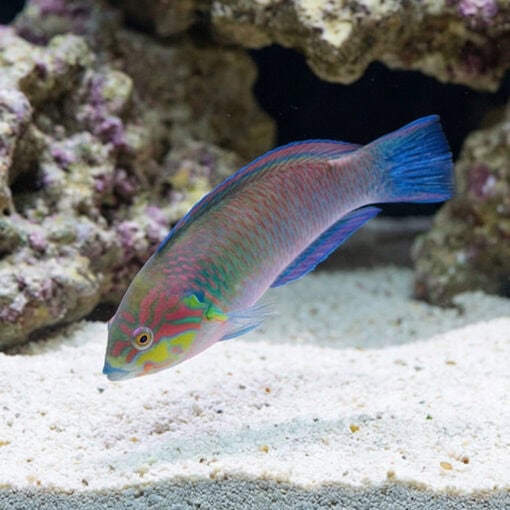 Moyer's Leopard Wrasse - Image 3