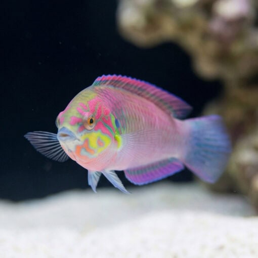 Moyer's Leopard Wrasse - Image 4