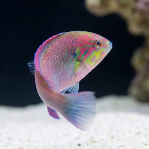 Moyer's Leopard Wrasse - Image 5