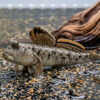 Mudskipper