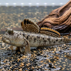 Mudskipper