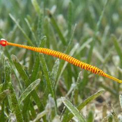 Multi-Banded Pipefish