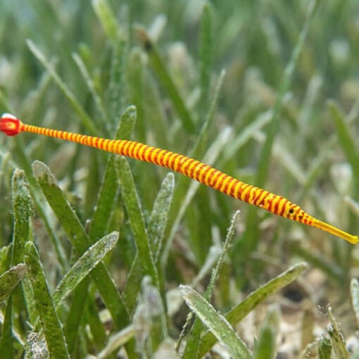 Multi-Banded Pipefish