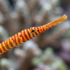 Alternative view of Multi-Banded Pipefish