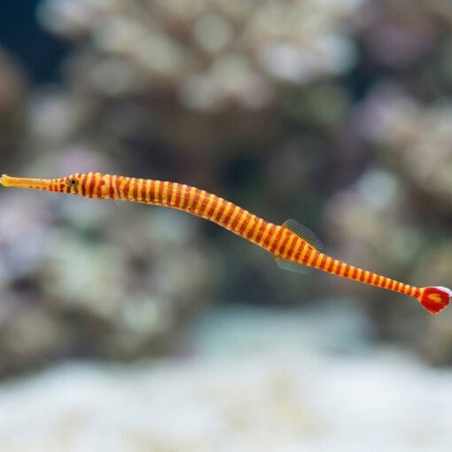 Multi-Banded Pipefish - Image 3