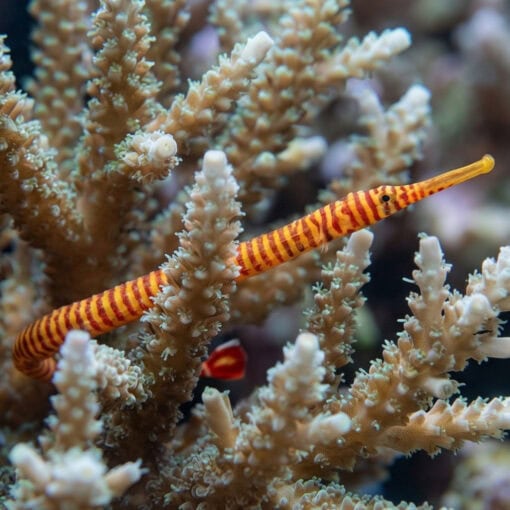 Multi-Banded Pipefish - Image 4
