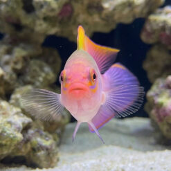 Alternative view of Australian Multicolor Dottyback
