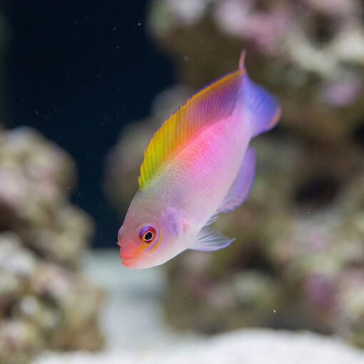 Australian Multicolor Dottyback - Image 3