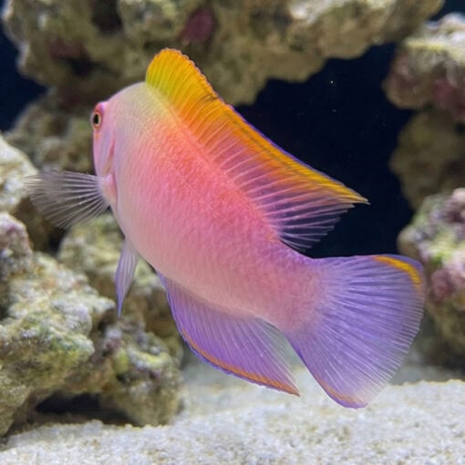 Australian Multicolor Dottyback - Image 4