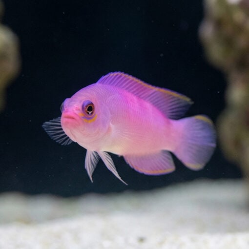 Australian Multicolor Dottyback - Image 5