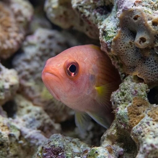 Manyline Perch - Image 2
