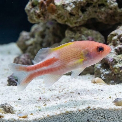 Manyline Perch - Image 3