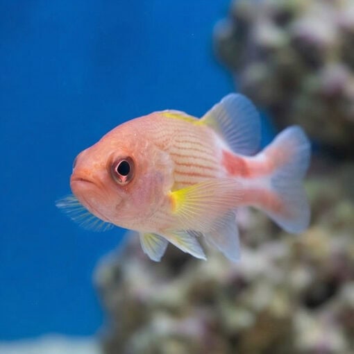 Manyline Perch - Image 4