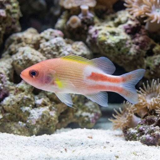 Manyline Perch - Image 5