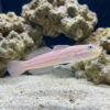 Mural (Striped) Sleeper Goby