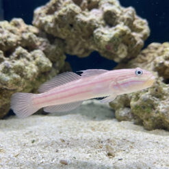 Mural (Striped) Sleeper Goby