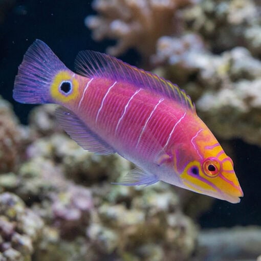 Mystery Wrasse