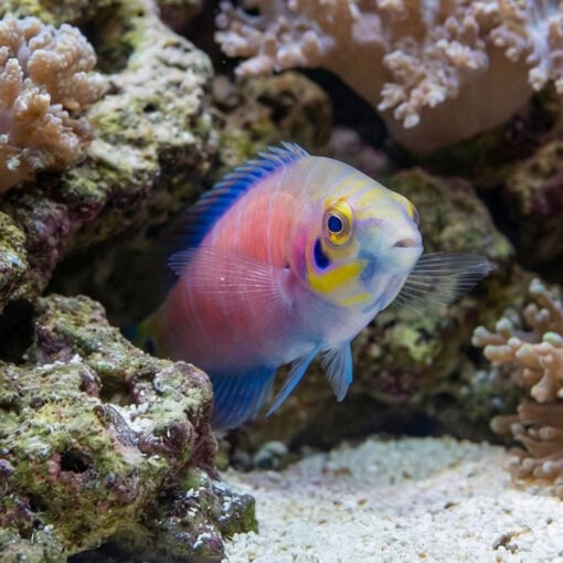 Mystery Wrasse - Image 2