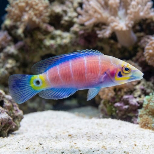 Mystery Wrasse - Image 3