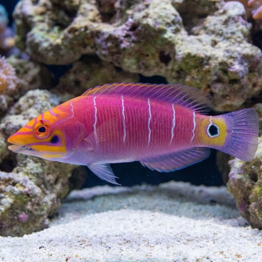 Mystery Wrasse - Image 4