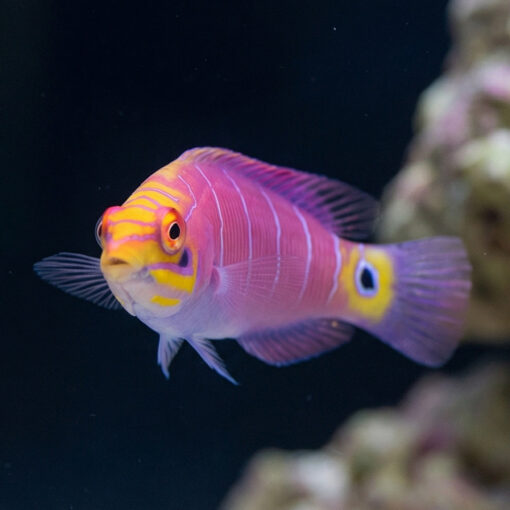 Mystery Wrasse - Image 5