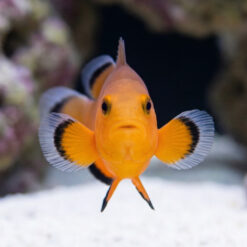 Alternative view of Naked Ocellaris Clownfish: Captive Bred