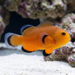 Naked Ocellaris Clownfish: Captive Bred