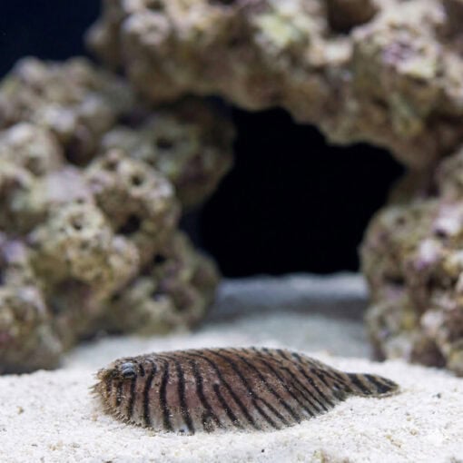 Zebra Flounder - Image 2