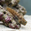 Nalolo Blenny