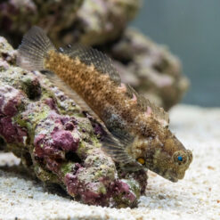 Nalolo Blenny