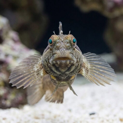 Nalolo Blenny - Image 2