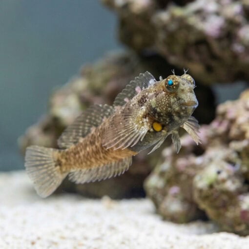 Nalolo Blenny - Image 3