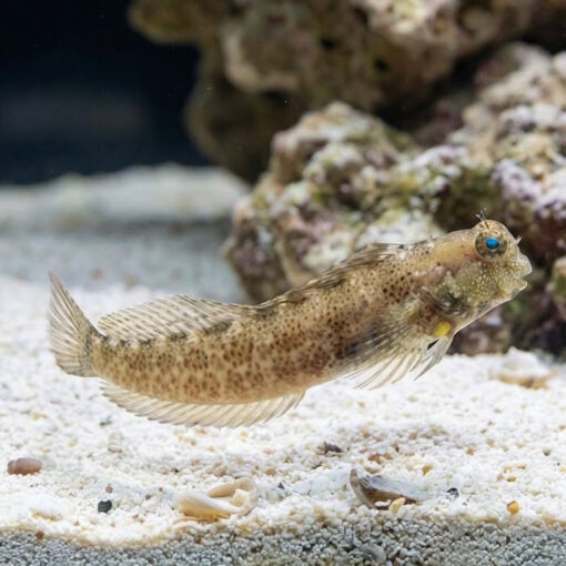 Nalolo Blenny - Image 4