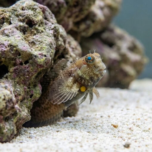 Nalolo Blenny - Image 5