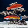 Naoko's Fairy Wrasse
