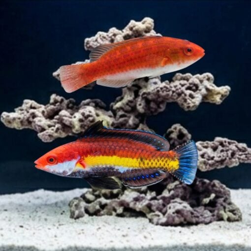 Naoko's Fairy Wrasse