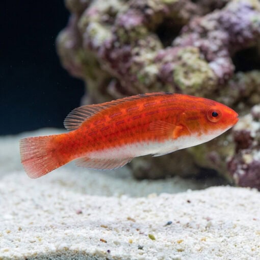 Naoko's Fairy Wrasse - Image 4