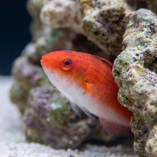 Naoko's Fairy Wrasse - Image 5