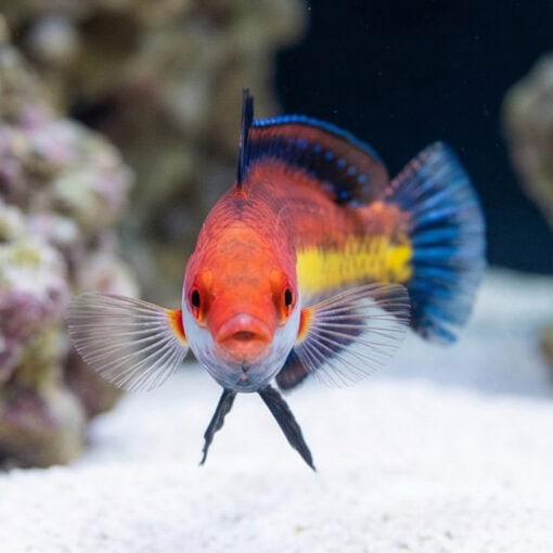 Naoko's Fairy Wrasse - Image 2