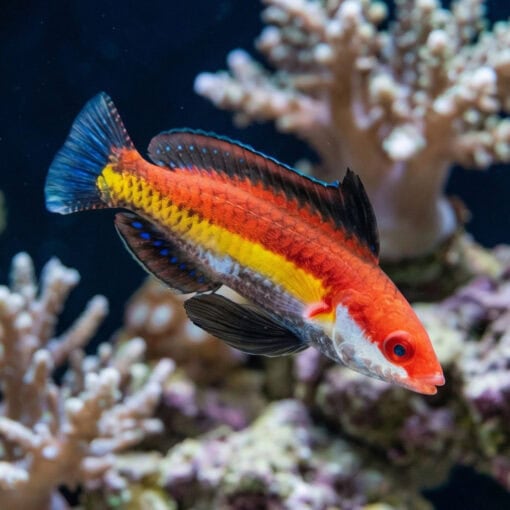 Naoko's Fairy Wrasse - Image 3
