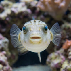Alternative view of Striped Dogface Puffer