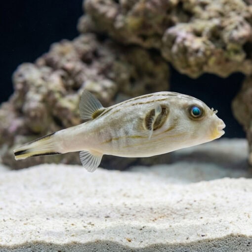 Striped Dogface Puffer - Image 3