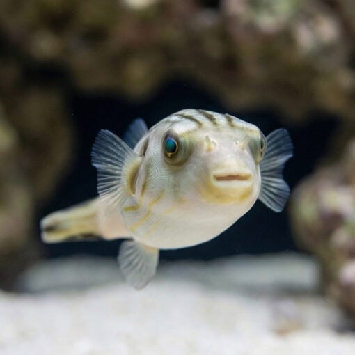 Striped Dogface Puffer - Image 4
