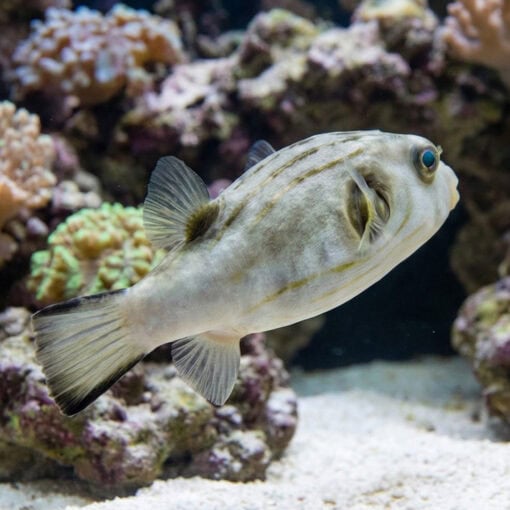 Striped Dogface Puffer - Image 5