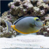 Naso Tang